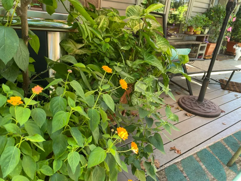 Check lantana weekly while it grows actively