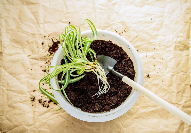 The growing medium complicates a leaf-only explanation