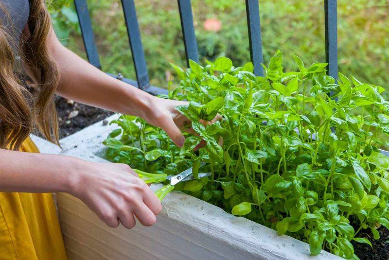 It Extends The Harvest Deep Into The Season