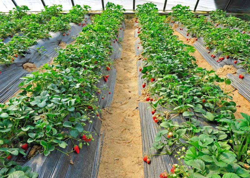 Match the growing system to the cultivar