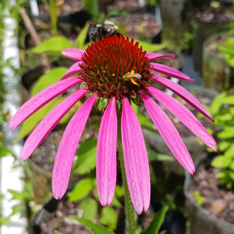 Start with purple coneflower, not just any coneflower