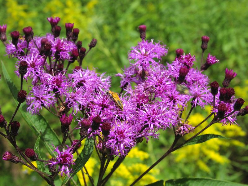 Ironweed (Vernonia spp.)