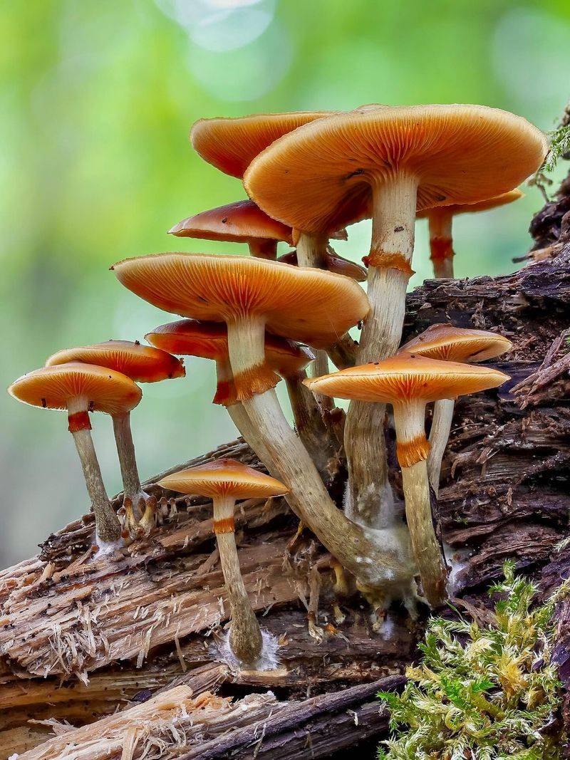 Autumn Skullcap (Galerina marginata)