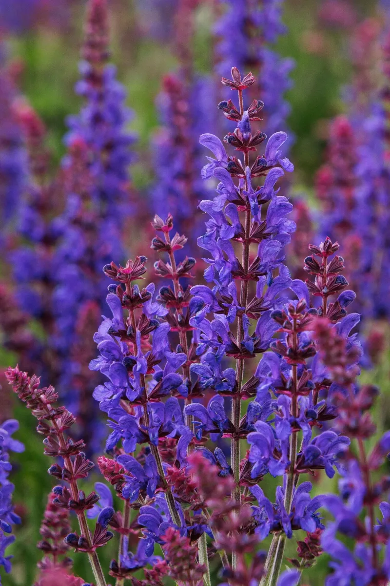 Salvia