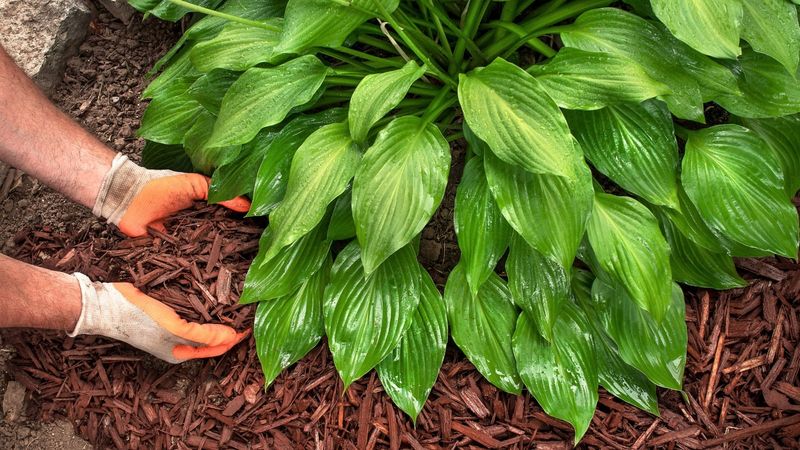 Use winter mulch selectively