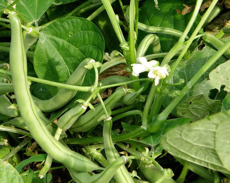 Heavy flowering does not guarantee a full harvest