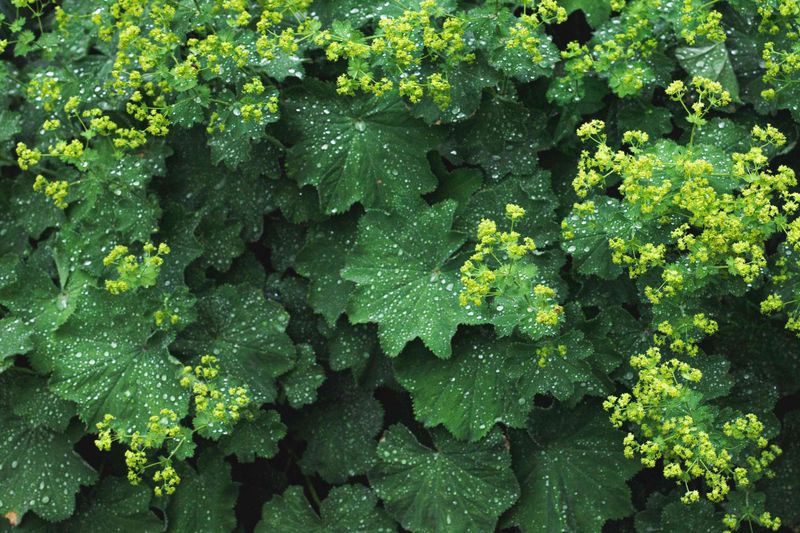 Lady's Mantle (Alchemilla mollis)