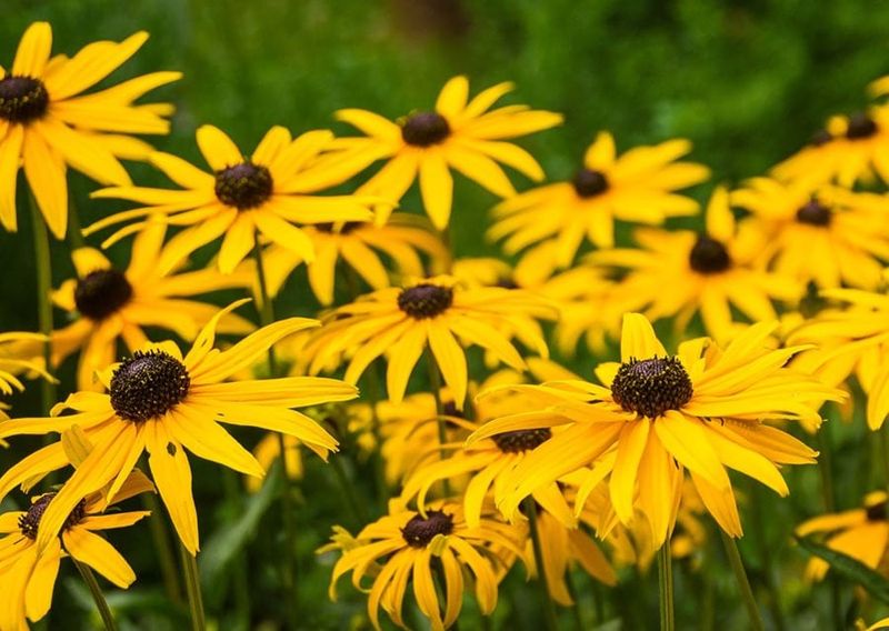 Black-Eyed Susan