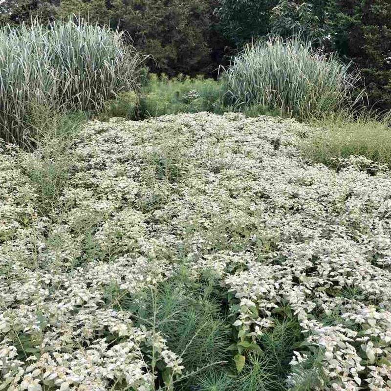 Give this vigorous perennial room to expand