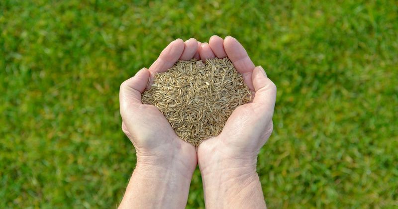 When should you overseed in your part of North Carolina?