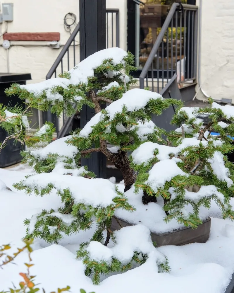 Temperate Bonsai Trees