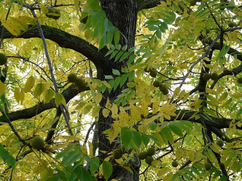 Right Where Walnut Trees Drop Their Roots