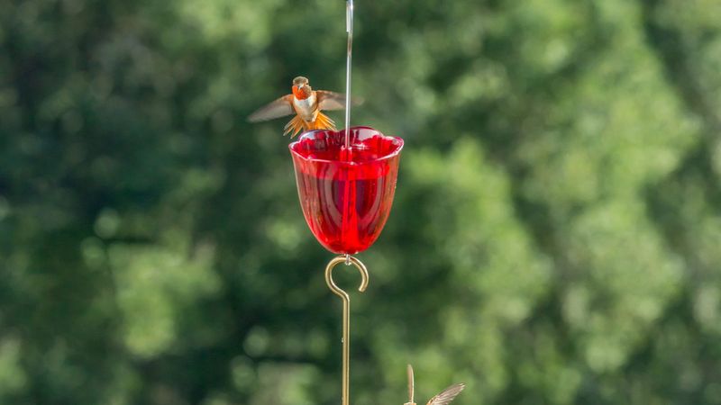 Hang Your Feeder with Fishing Line