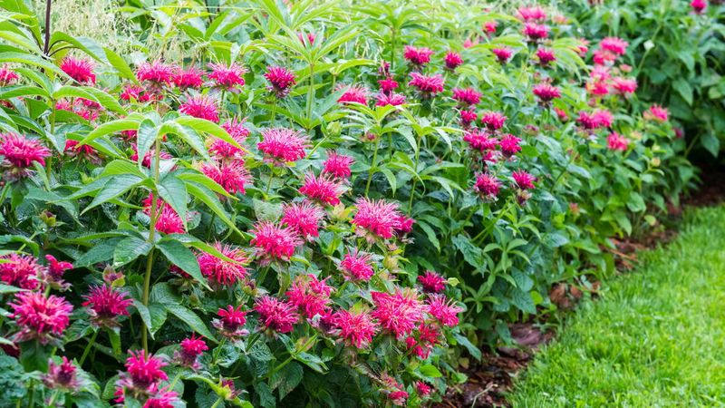 Bee Balm (Monarda)