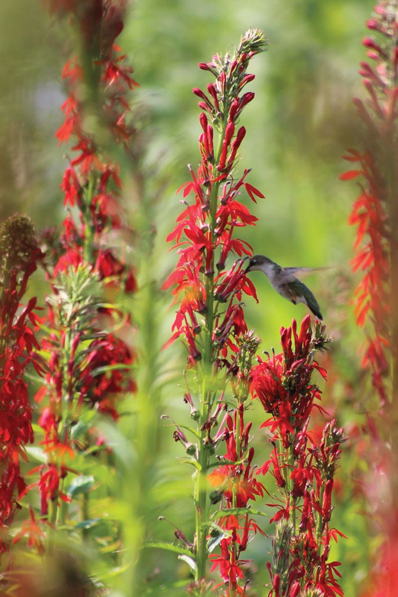 Cardinal Flower (Lobelia cardinalis)