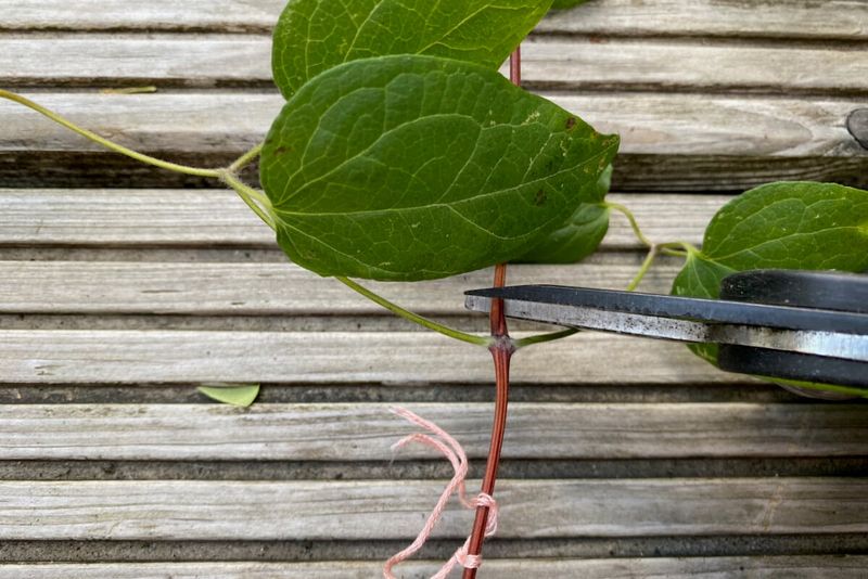 Start With a Healthy Vine and the Right Growth