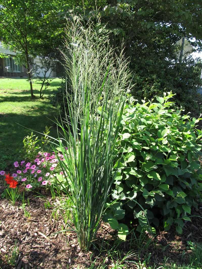 Switchgrass and River Oats Grassy Backdrop