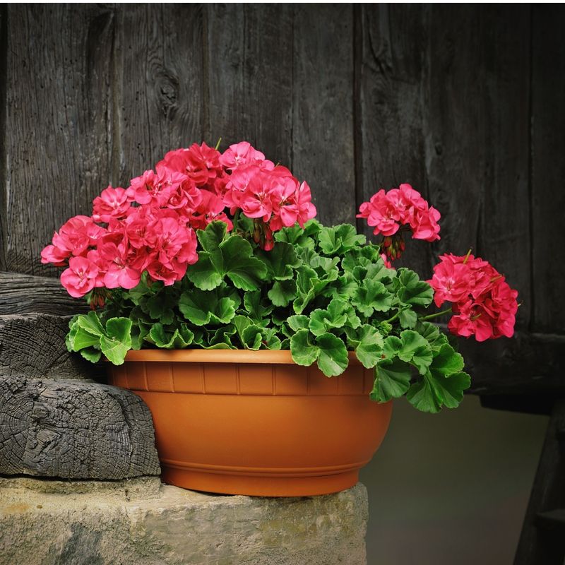Give Liquid Fertilizer Every 2-4 Weeks