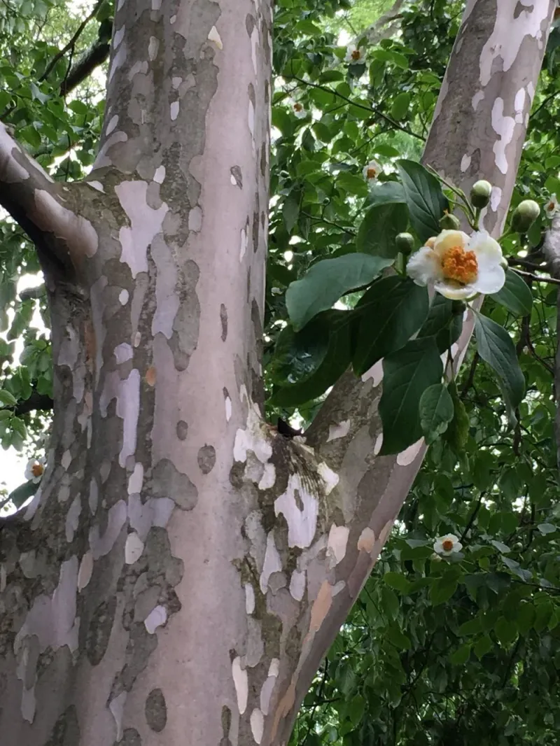 Japanese Stewartia