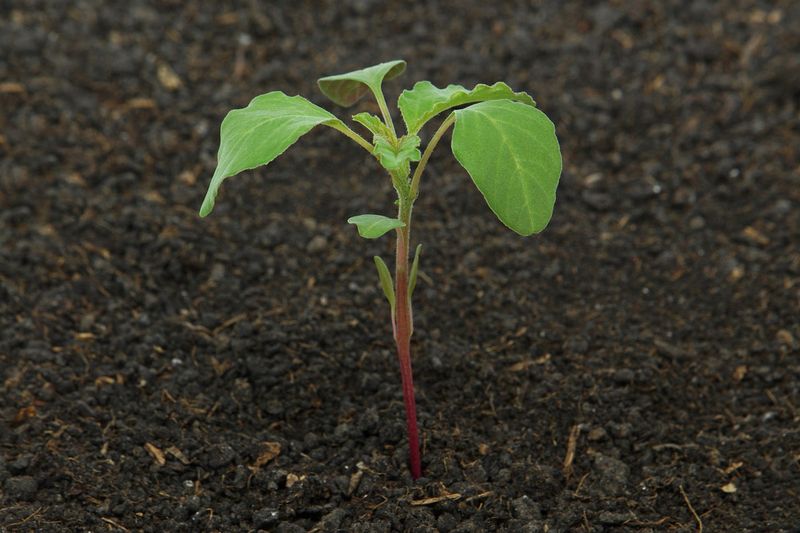 Pull seedlings while they are small