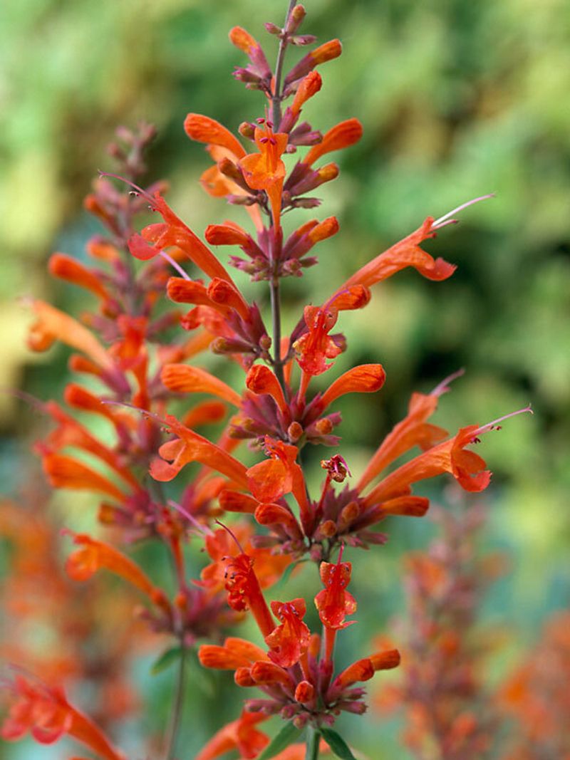 Agastache (Hummingbird Mint)