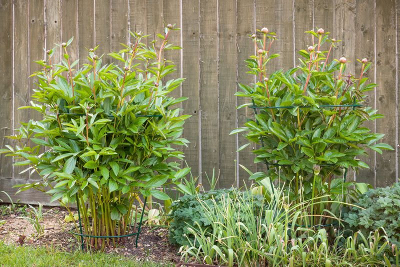 Stake a plant that is already tall or budded