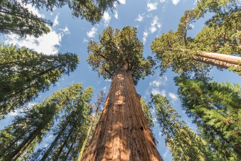 Redwood or Giant Sequoia (Sequoia and Sequoiadendron)