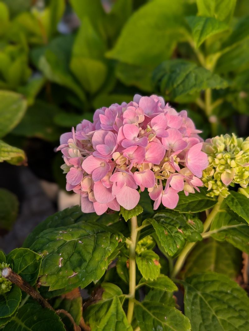 Some bigleaf cultivars rebloom, but the exception is specific
