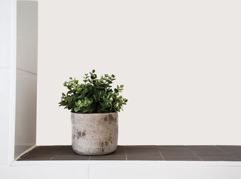 Keep returning plants apart while you watch them