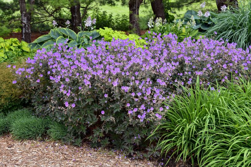 Hardy Geranium (Cranesbill)