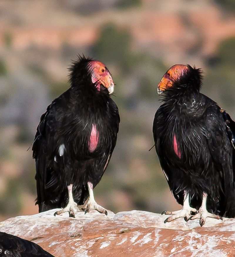 One redwood cannot supply everything condors need