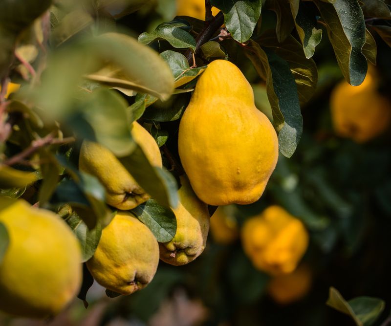Quince appeared in many gardens, not every backyard