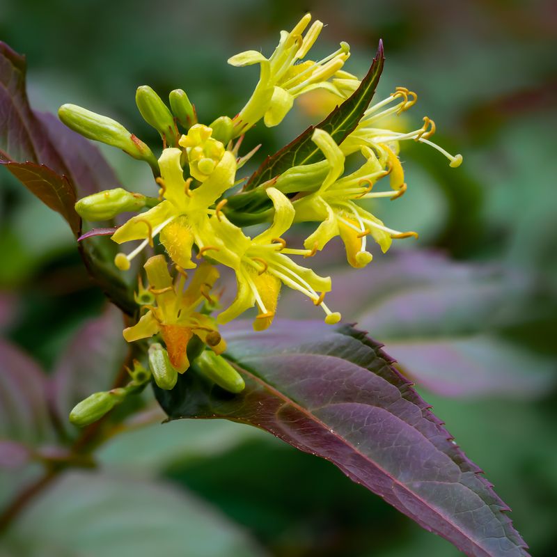 Bush Honeysuckle