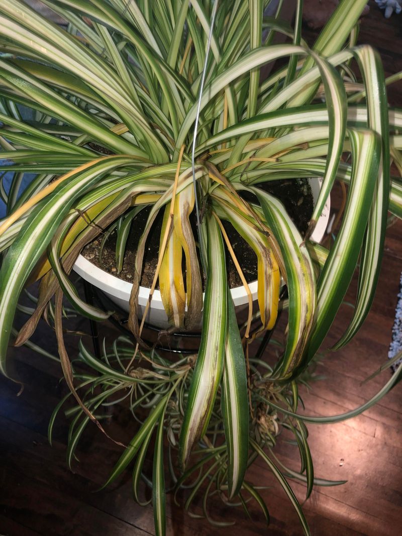 Learn the Signs of Overwatering