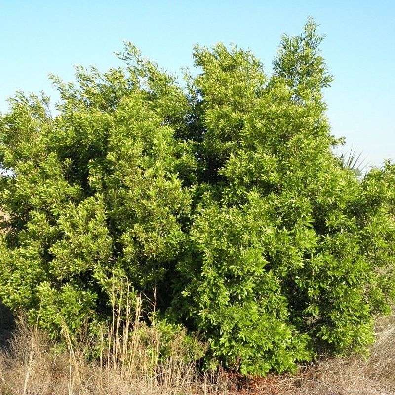 Wax Myrtle (Morella cerifera)