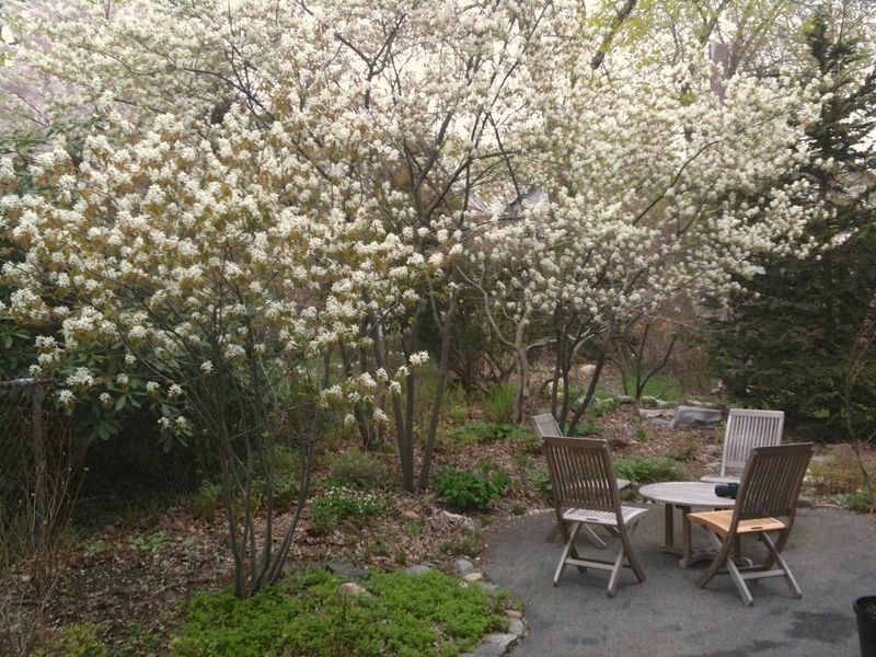 Give the tree room and a suitable place to grow