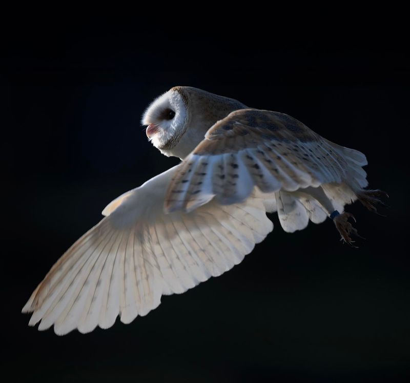 The owl is quiet, not literally silent