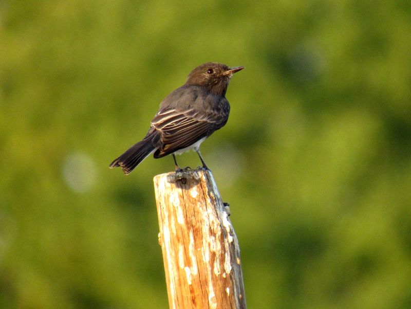 A phoebe visit is not a yard-health score
