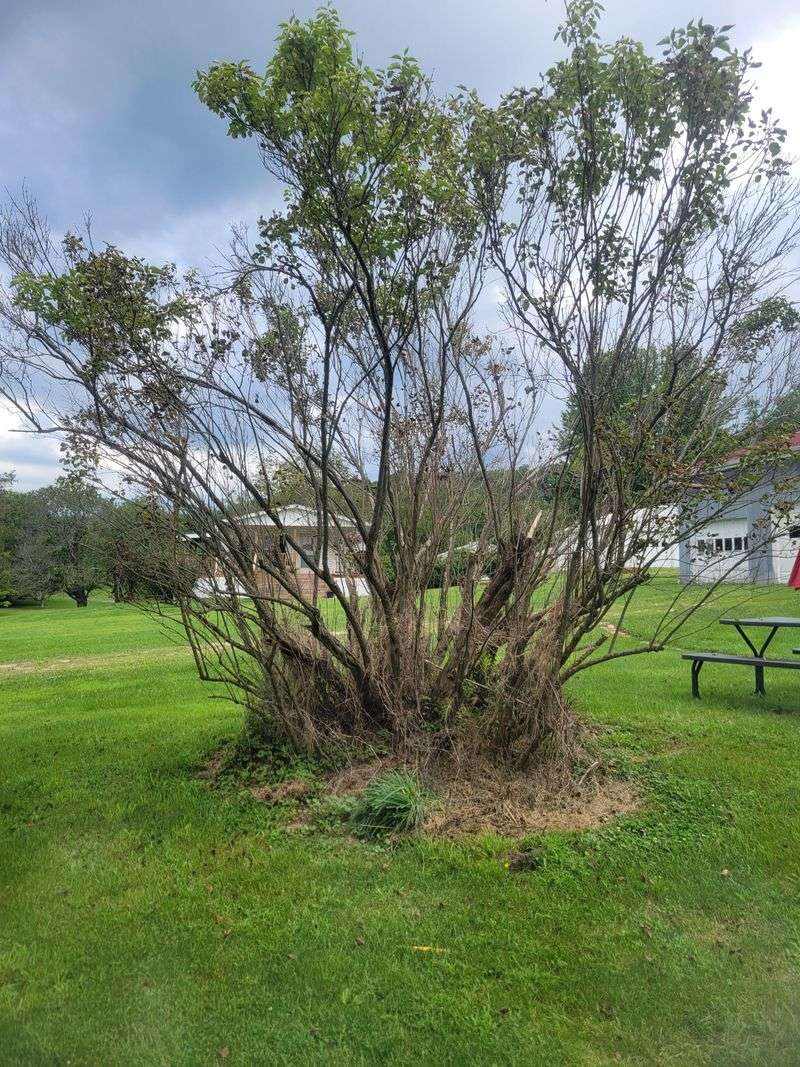 Renovating an overgrown lilac means accepting fewer blooms