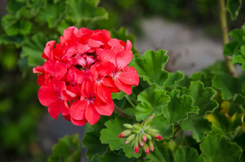 Follow a Low-Risk Flowering Checklist