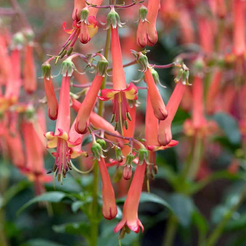Orange Cape Fuchsia (Phygelius)