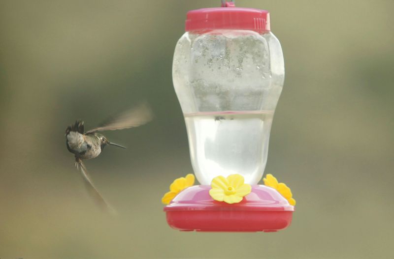 The Cloudy-Nectar Discard Check
