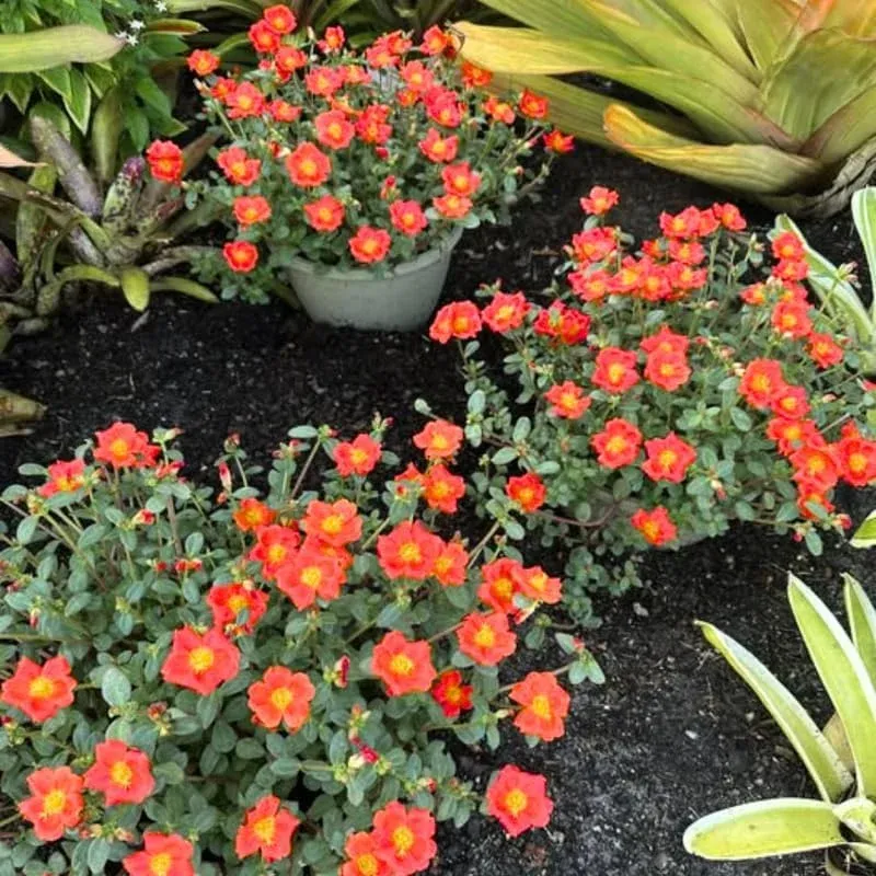 Moss Rose (Portulaca)