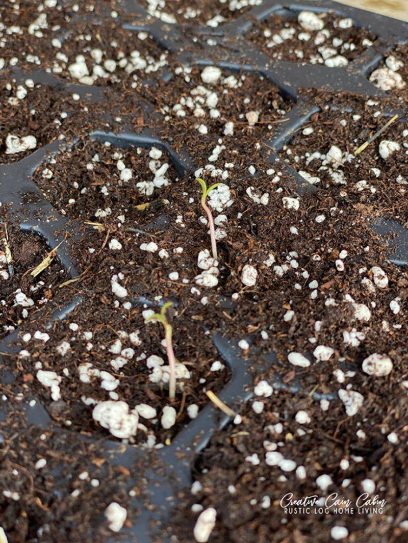They Are Ridiculously Easy To Grow From Seed