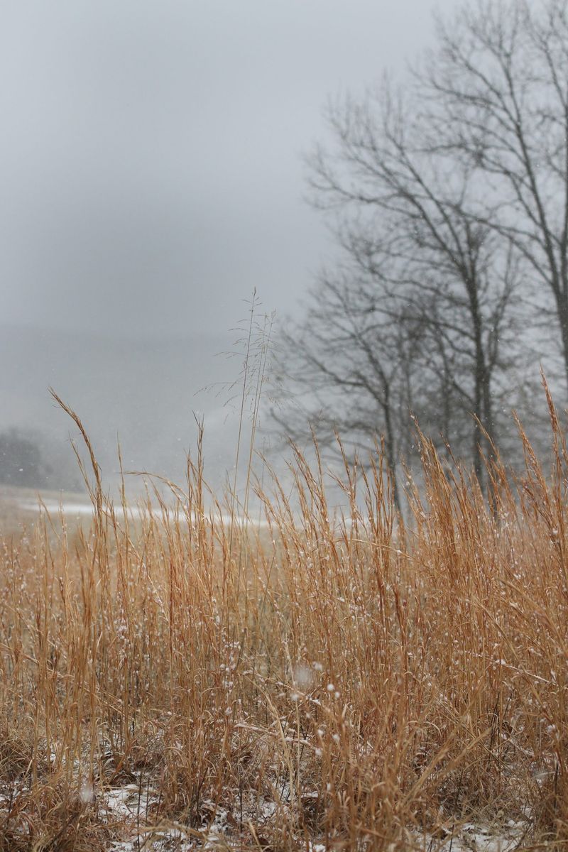 Broom Sedge (Andropogon virginicus)