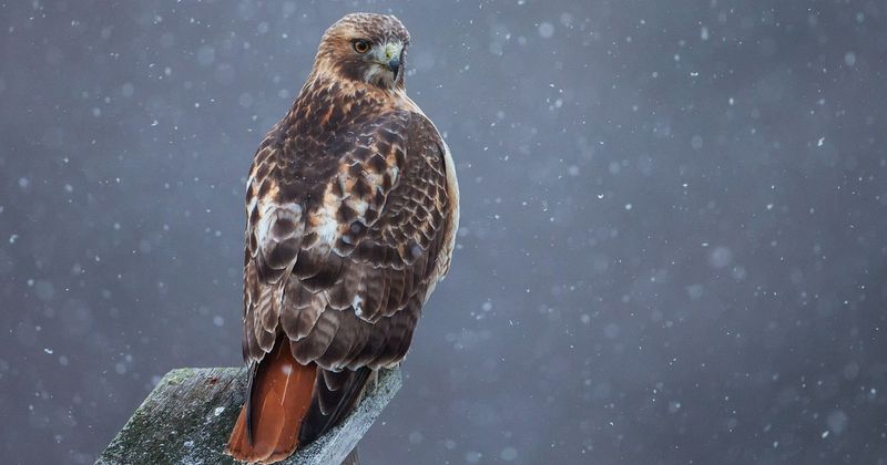 Winter red-tails are a familiar sight in North Carolina