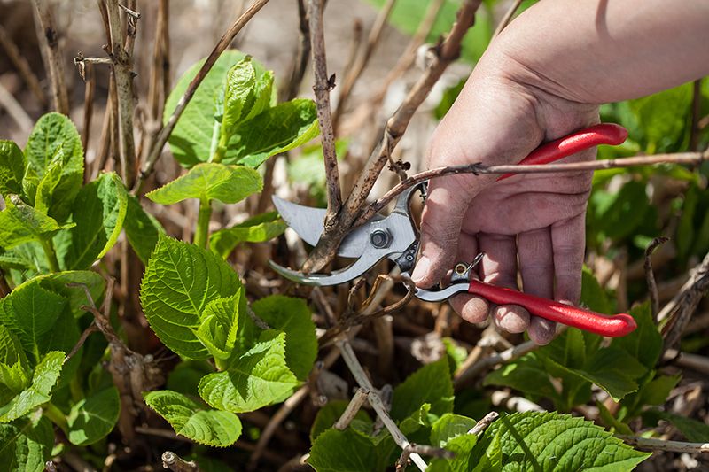 Prune according to where your hydrangea sets its flower buds
