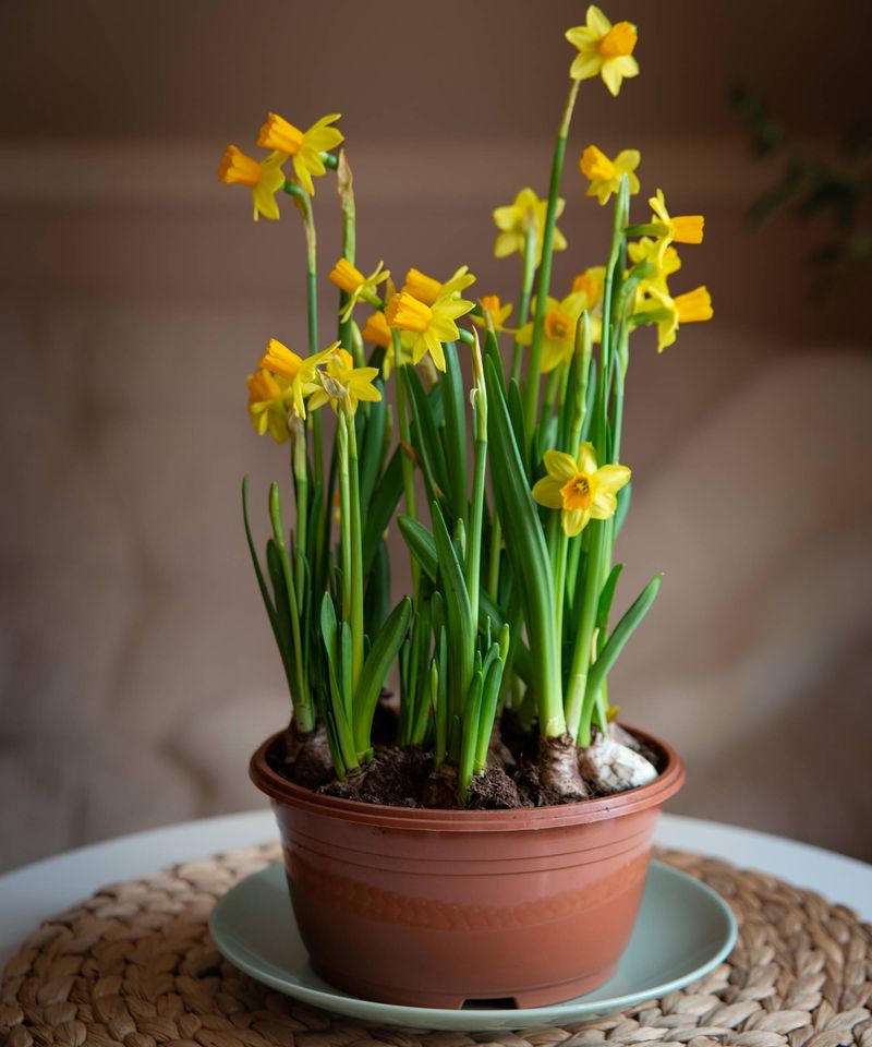 Daffodils