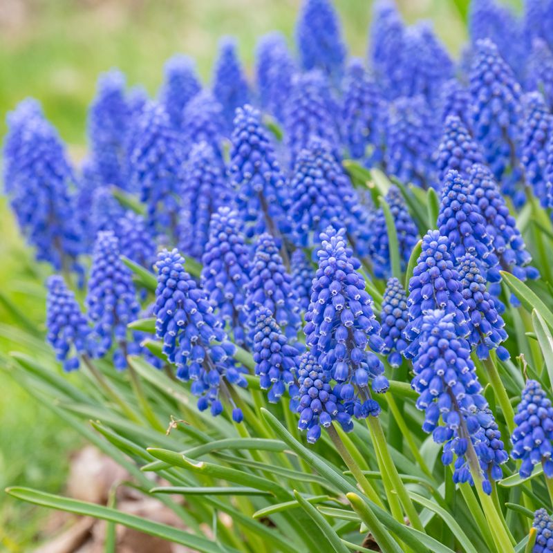 Grape Hyacinth