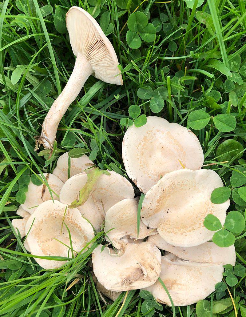 Fool's Funnel (Clitocybe rivulosa)